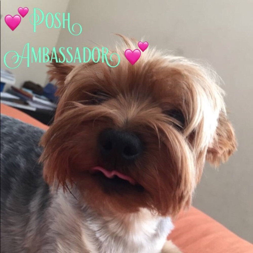 Meet your Posher, Maria 💕 Posh Ambassador 💕